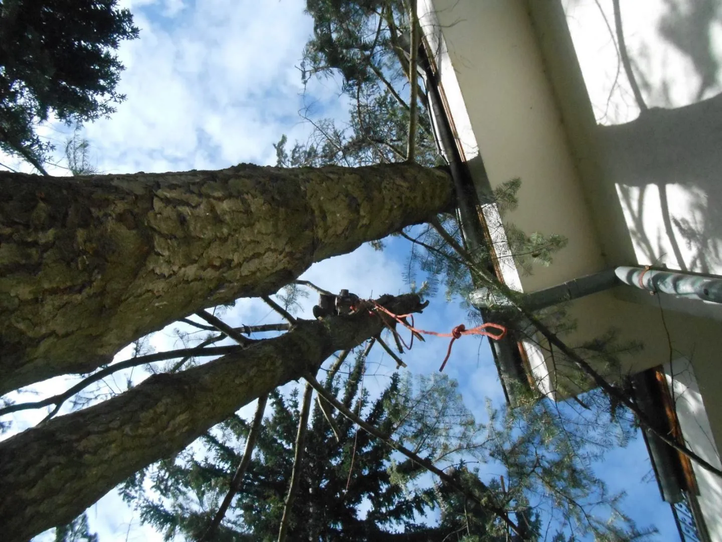 Рязане на високо дърво в София с алпийски метод