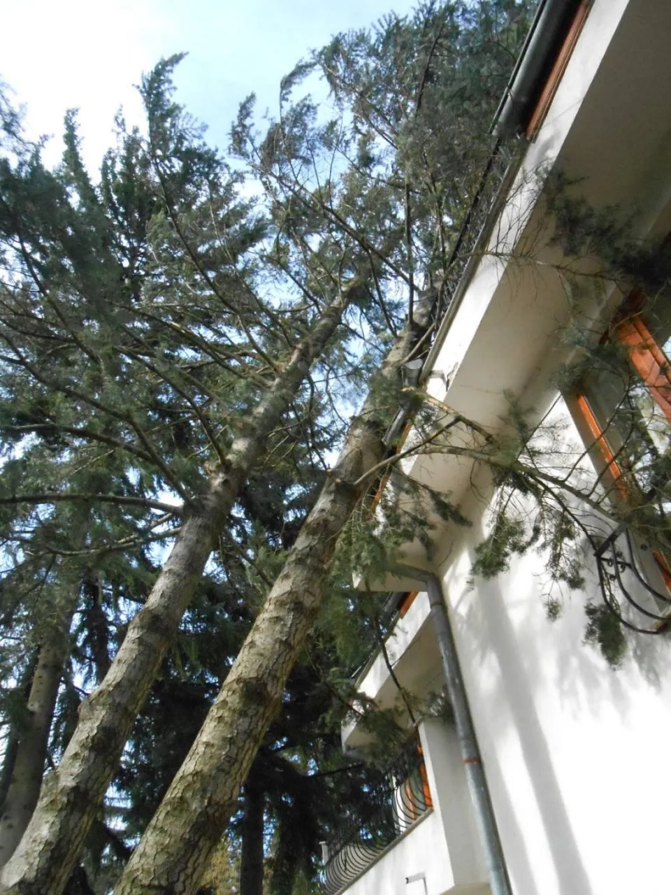 Извозване на отсечени дървета и клони