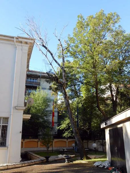 Рязане на дърво с автовишка в София