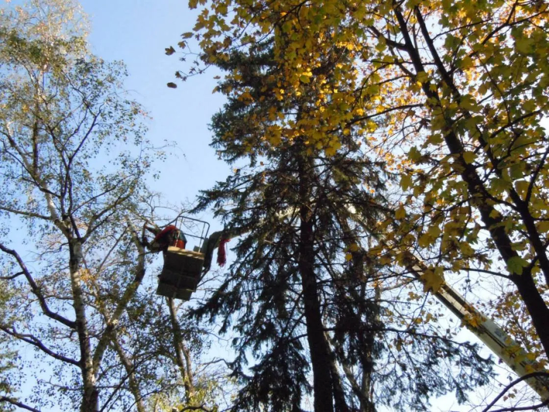 Почистване на терен след рязане на дървета