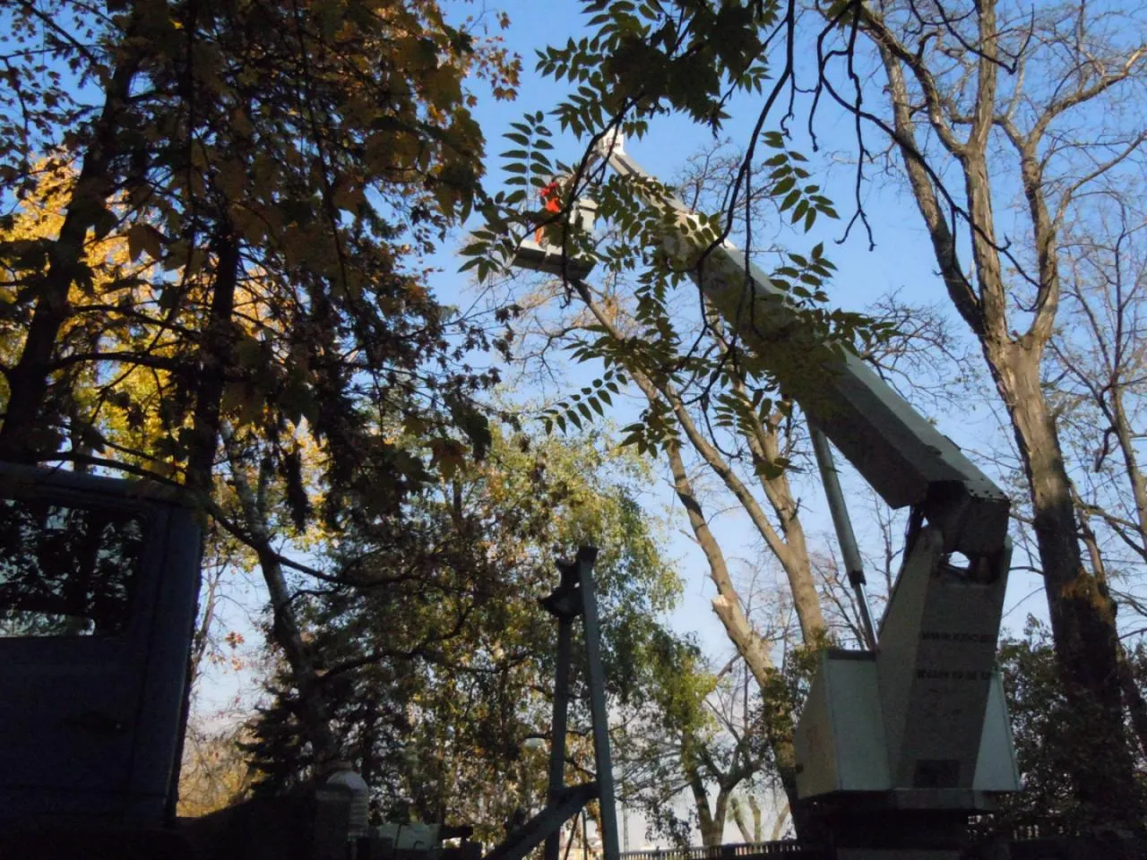 Професионално кастрене на опасни клони в жилищен квартал