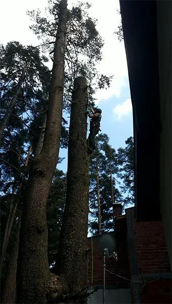 Резултат след рязане и почистване на двор в София